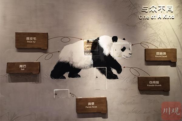成都大熊猫博物馆门票 成都大熊猫博物馆里面有什么