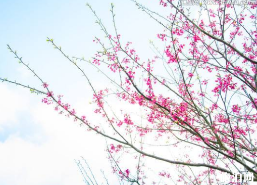 武汉东湖樱花谢了吗2019 武汉东湖樱花节是什么时候 