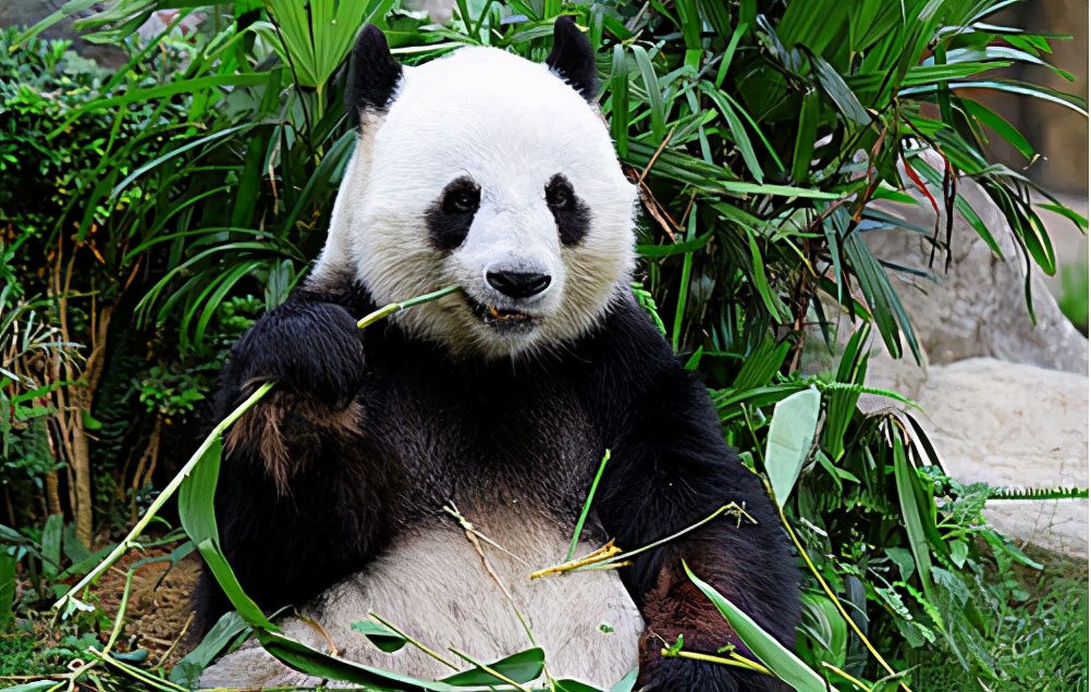大熊猫为什么是国宝的原因 简单介绍大熊猫