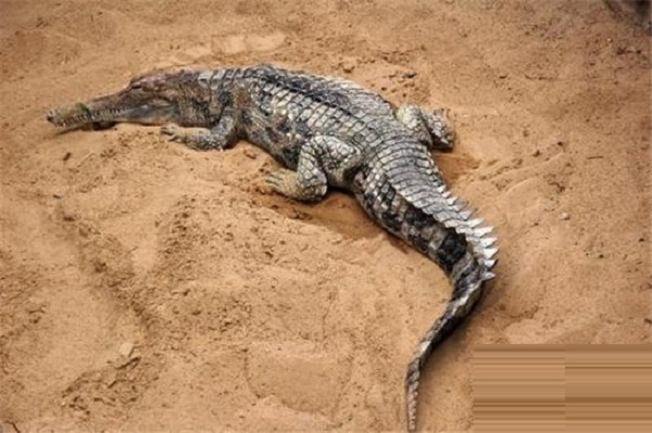 世界上最大的鳄鱼是什么?它的样子是什么?