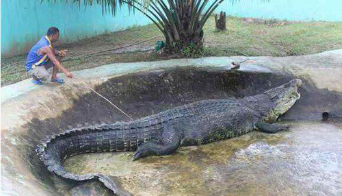 世界上最大的鳄鱼是什么?它的样子是什么?