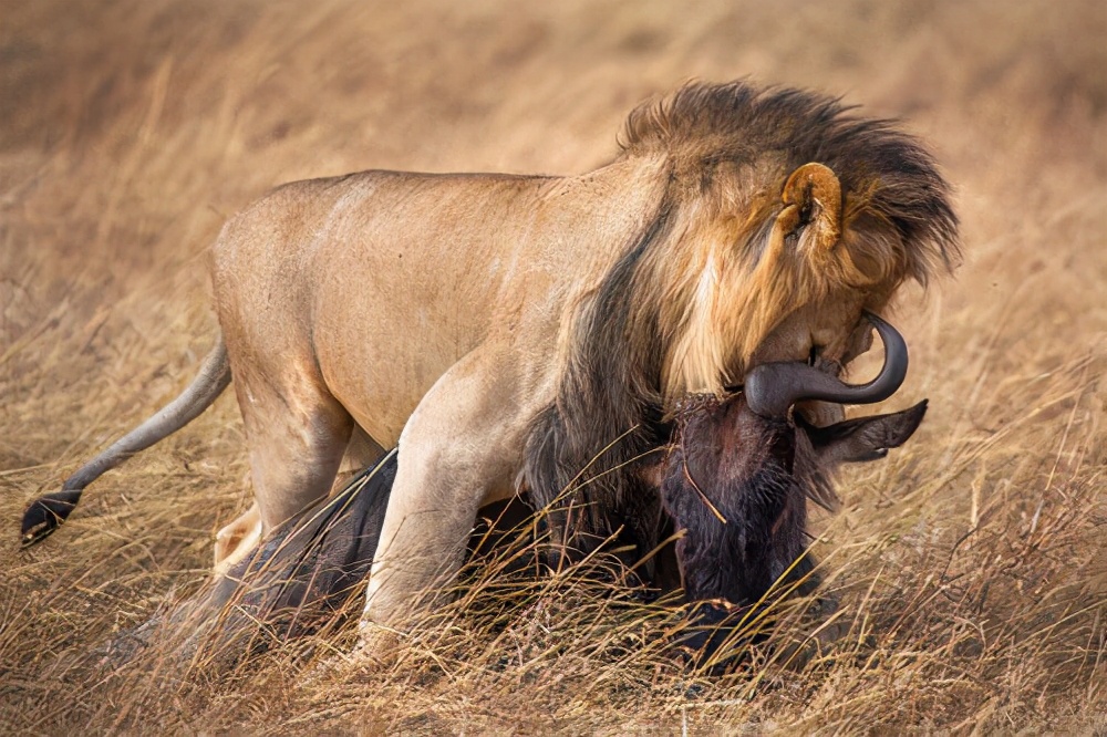 狮群的狩猎主要是由雄狮来完成的吗 狮王为什么不狩猎