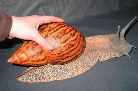 世界上最大的蜗牛是什么非洲蜗牛是不是