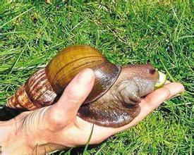 世界上最大的蜗牛是什么非洲蜗牛是不是
