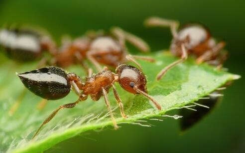 家里有蚂蚁怎么办能除根吗小妙招
