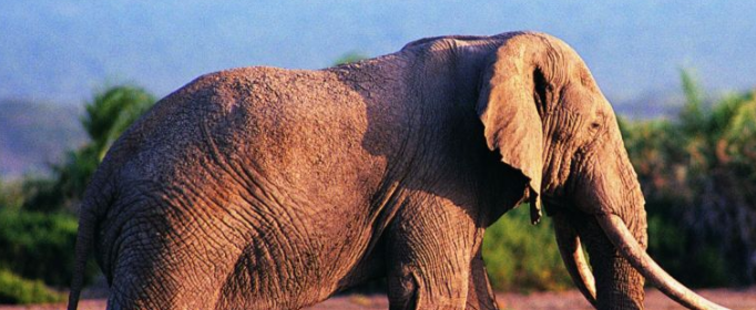 为什么大象的鼻子那么长？
