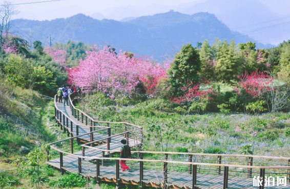 阿里山的樱花什么时候开 2022台湾阿里山樱花路线推荐及注意事项