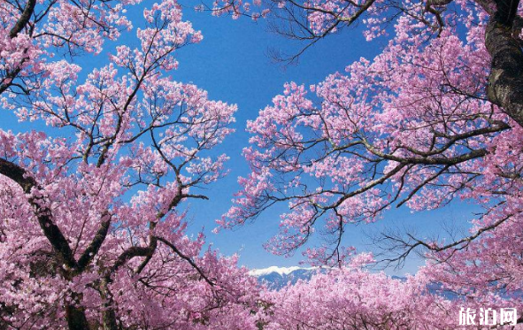 阿里山的樱花什么时候开 2022台湾阿里山樱花路线推荐及注意事项