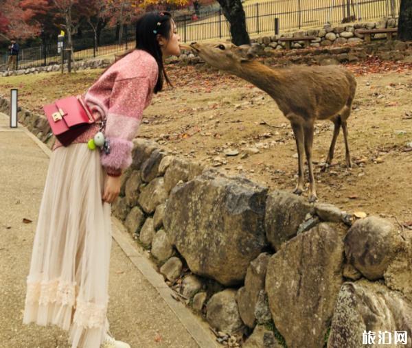 日本奈良看鹿攻略 奈良看鹿的地方叫什么