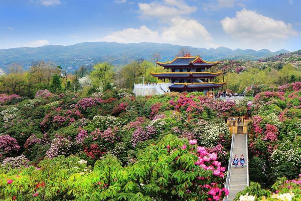 2022贵州百里杜鹃什么时候最佳赏花期 百里杜鹃及周边旅游线路推荐