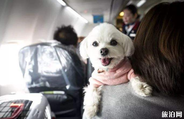 国内哪个航空公司可以带宠物进客舱 带狗狗坐飞机需要什么手续+准备事项
