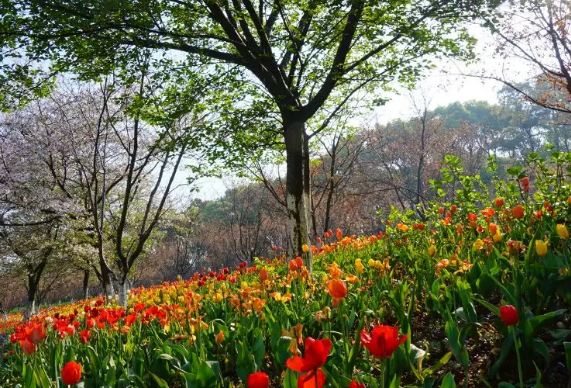2022湖南省植物园现在有什么花开放?