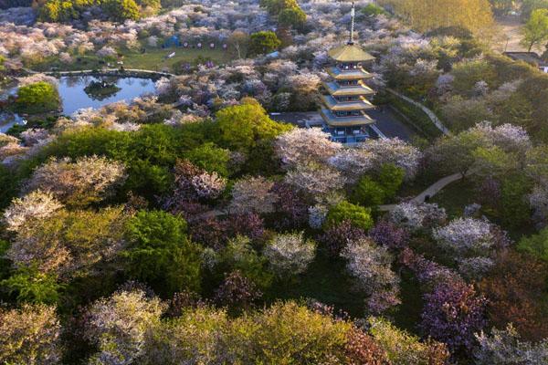 2022年东湖樱花园什么时候开放 附最佳观赏时间